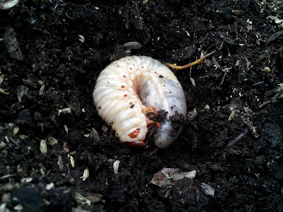 カブトムシの幼虫