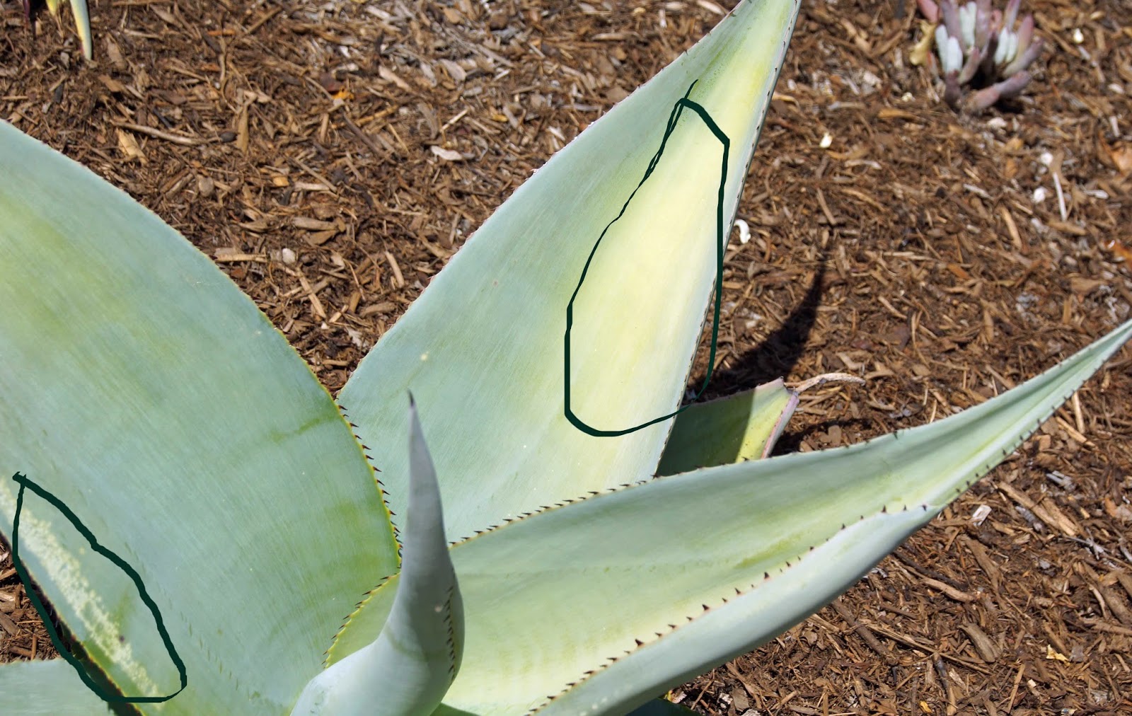 Reading Agave Leaves