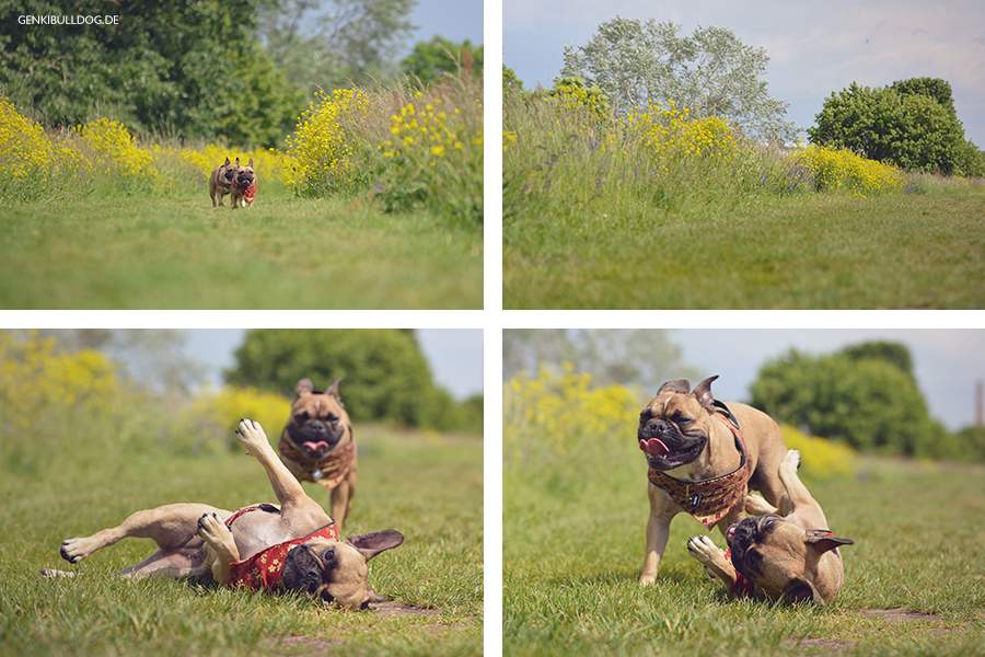 Hundeblog Genki Bulldog - Spaziergang am Neckar Hundeblog Genki Bulldog - Spaziergang am Neckar