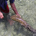 Belut Raksasa Morea Dari Ambon