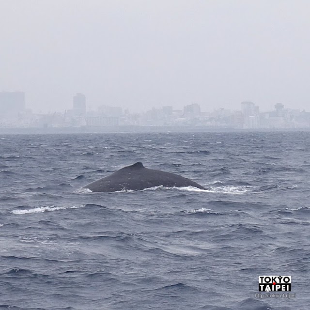 【座頭鯨賞鯨】冬季限定　在沖繩外海遇見最大哺乳類動物