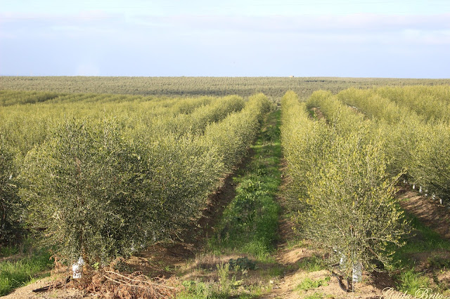 Olivais superintensivos de Beja