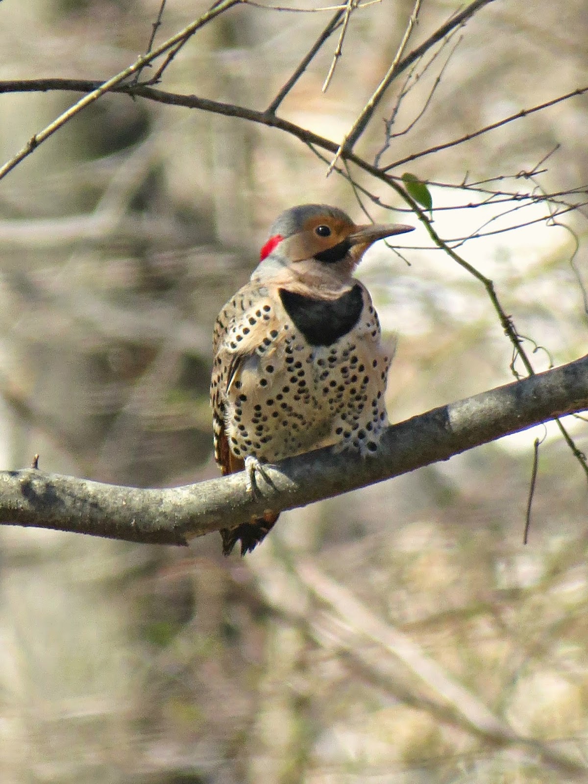 Birds of Raymondale, Falls Church, VA Northern Flicker