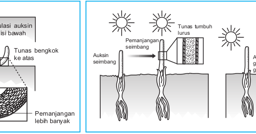 Gambar Dampak Pembengkokan Batang