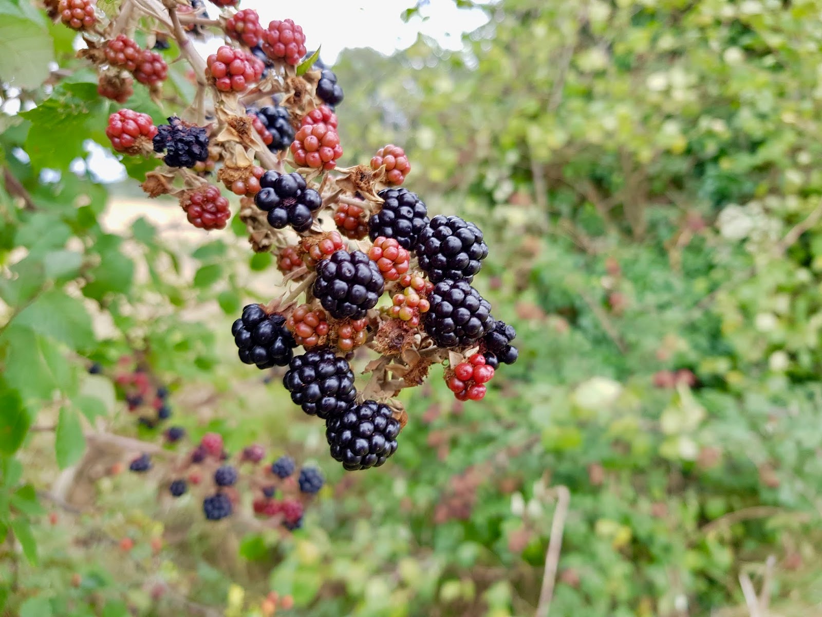 blackberry bush bursting with fruit, hedgerow in background