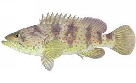 Dunia Kita: PEMBENIHAN IKAN KERAPU MACAN (epinephelus Fuscoguttatus) di BBPBAP JEPARA, JAWA TENGAH