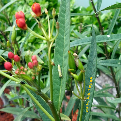 #11 Monarch Butterfly Caterpillar on Tropical Milkweed Leaf June 8, 2018 #11 Monarch Butterfly Caterpillar on Tropical Milkweed Leaf June 8, 2018