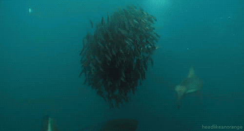 tumblr_lxg68zy6wD1r4zr2vo1_r2_500.gif