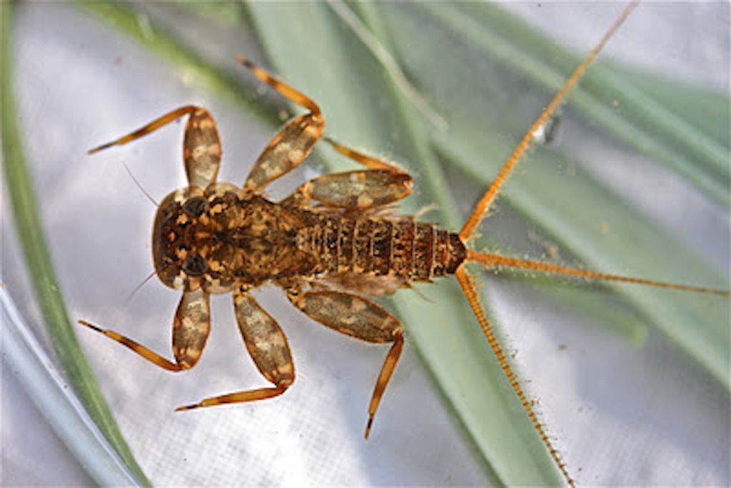Aquatic Insects of Central Virginia North Carolina Taxonomy Documents