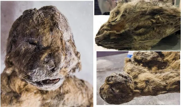  Extinct Cave Lion Cubs 
