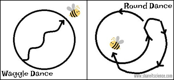 Dance in Code Like a Bee