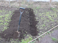 Allotment Jobs - November - Digging A Bean Trench