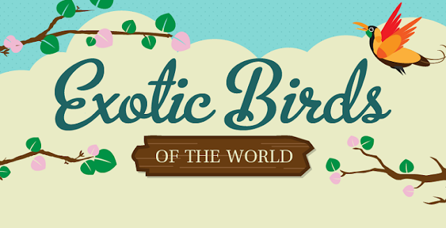Image:  The Most Exotic Birds 