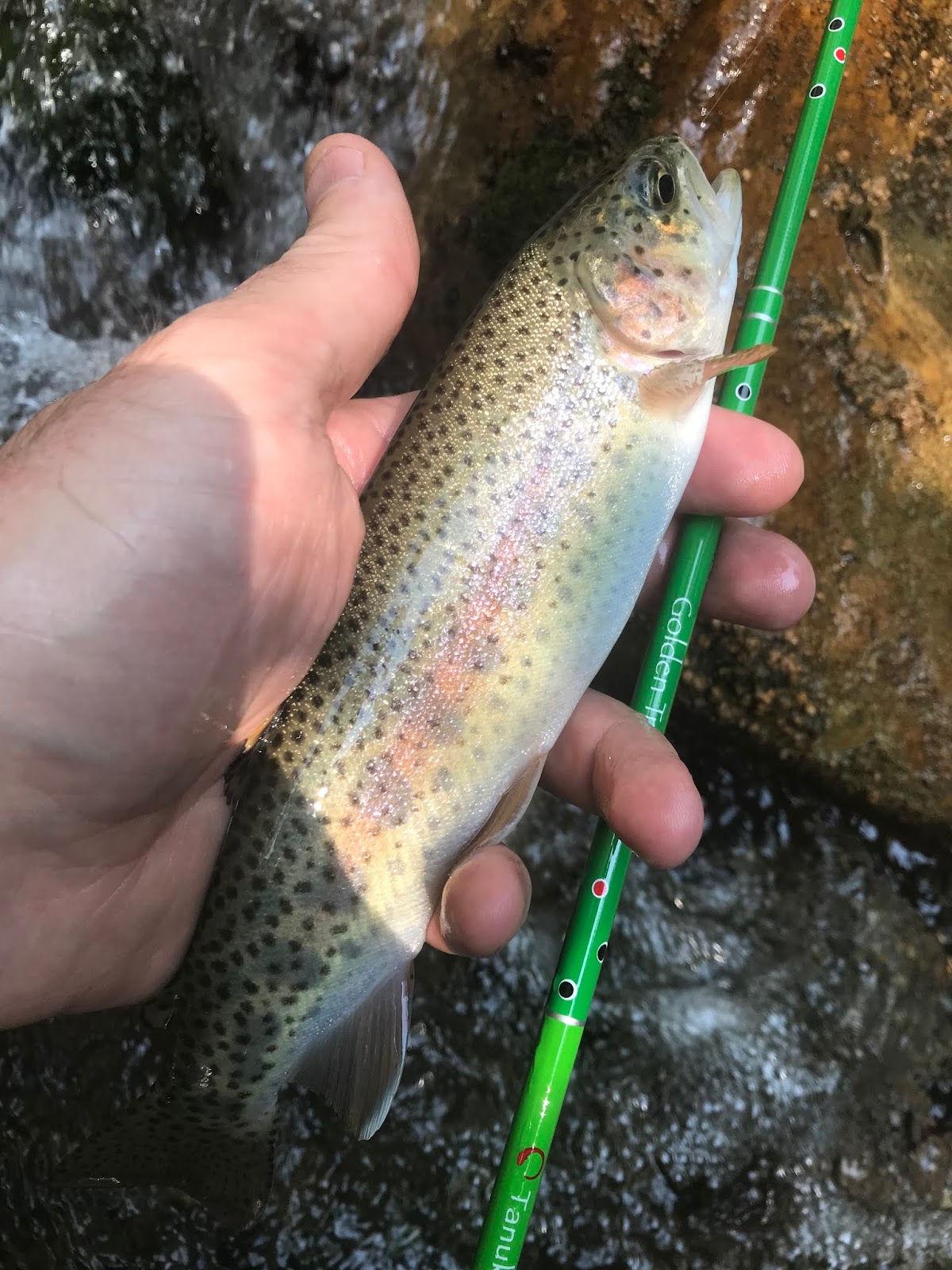 Teton Tenkara Tenkara Tanuki Golden Trout review