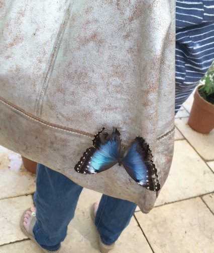 Blue morpho butterfly perched on silver leather handbag