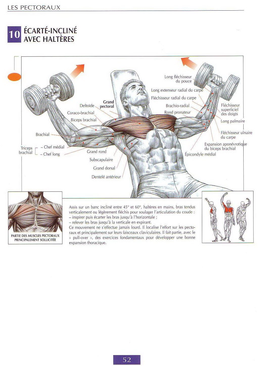 Strength training anatomy. Упражнения на грудные мышцы. Упражнения на грудь и бицепс. Тренировка грудь бицепс. Программа тренировок грудь бицепс.