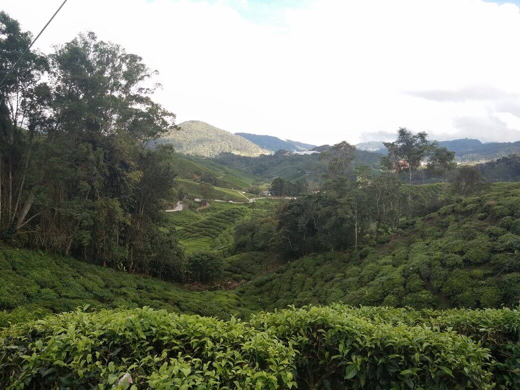 Bercuti Di Cameron Highlands Bercuti Di Cameron Highlands