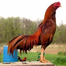 29+ Deskripsi Hewan Peliharaan Ayam, Trend Saat Ini!