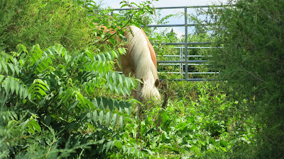 Belgian draft horse, Tuesday, August 02, 2016, 12:24:16 PM