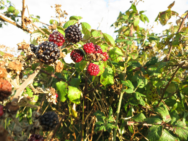 Red and Black Blackberries in same bunch.