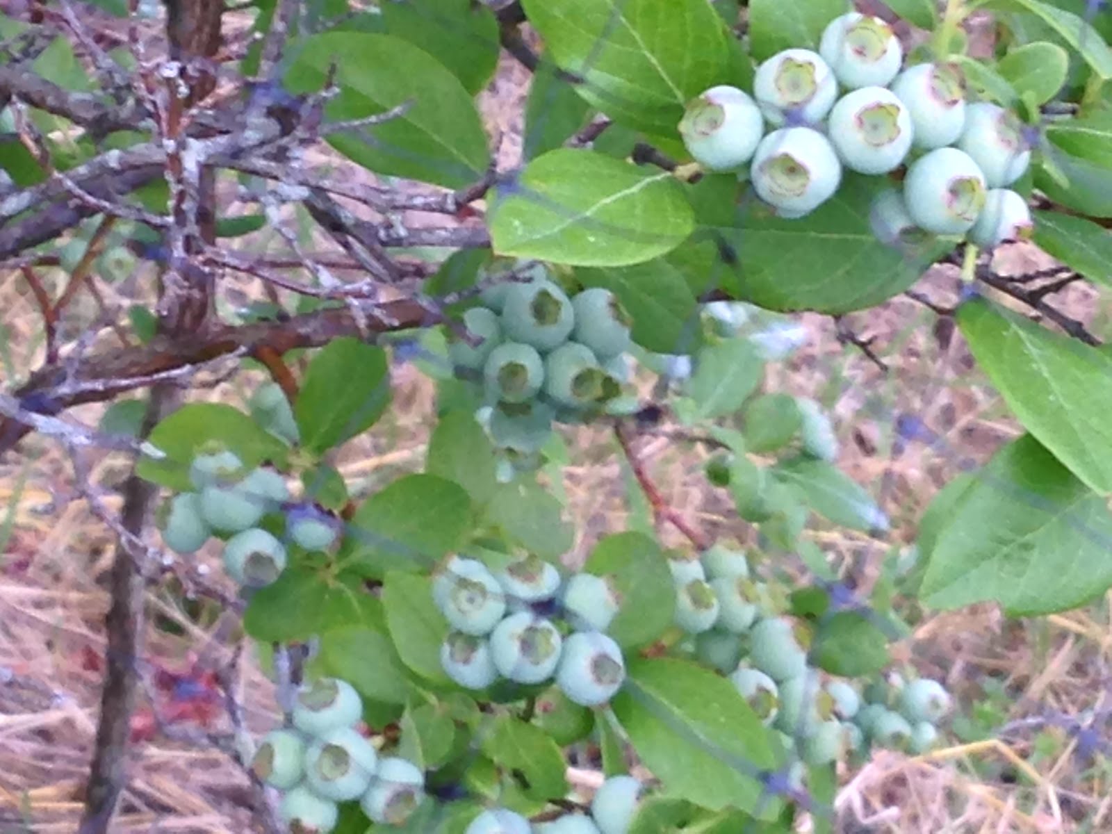 The Histories blueberries