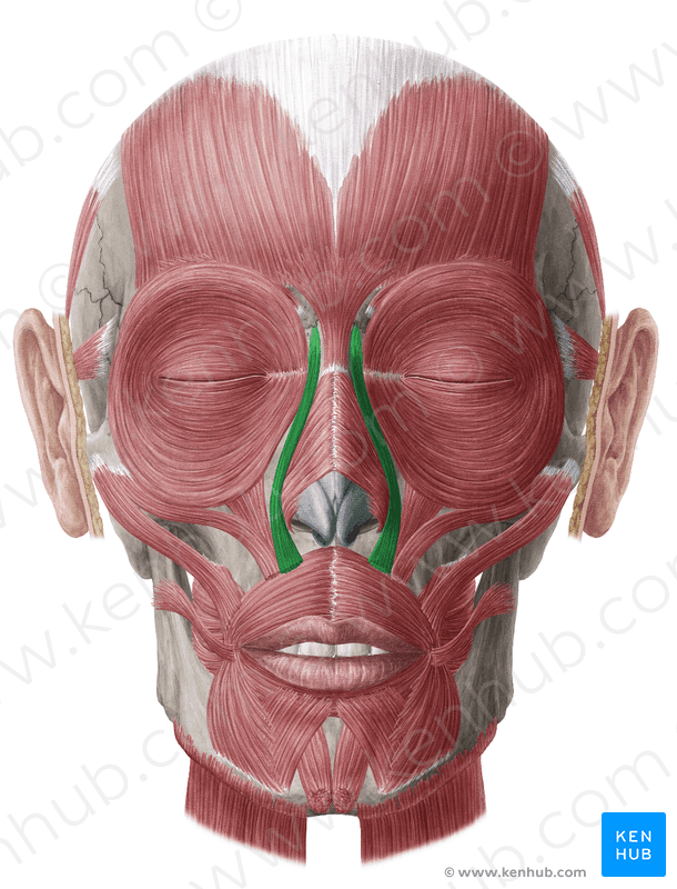Levator Labii Superioris Muscle Anatomy Function & Function Body - levator labii superioris