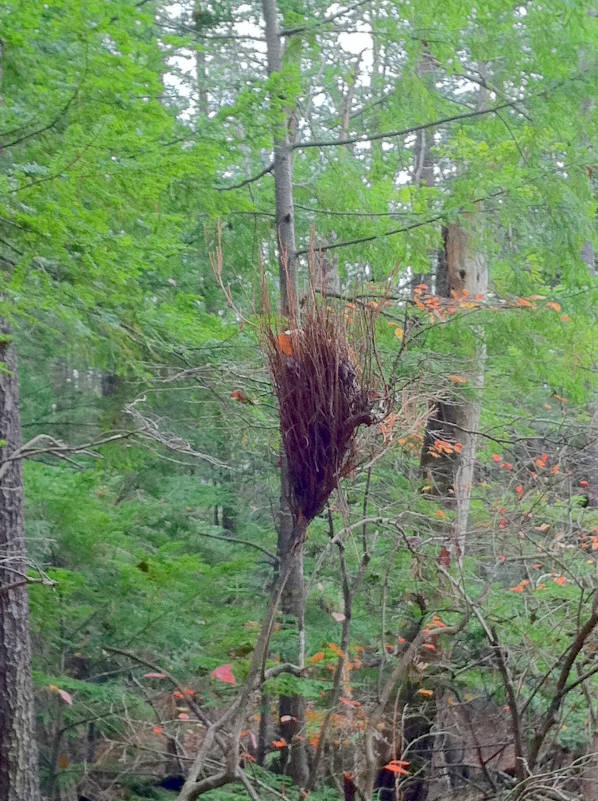 Spicebush Log Witches' Brooms