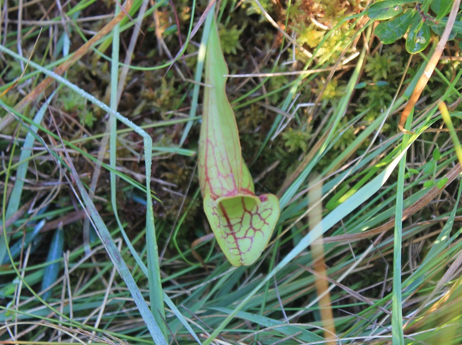 BOB CONFER'S COMMENTARY EXPLORING THE NIAGARA FRONTIER The pitcher