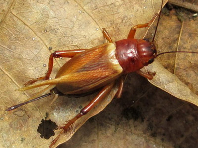 Cara Basmi Tikus Paling Ampuh, Nomor 4 Pasti Belum Pernah Kamu Coba