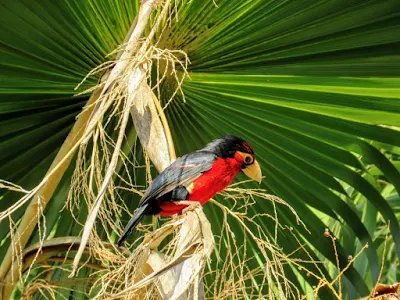 Birdwatching in Uganda: Double-toothed Barbet in Entebbe