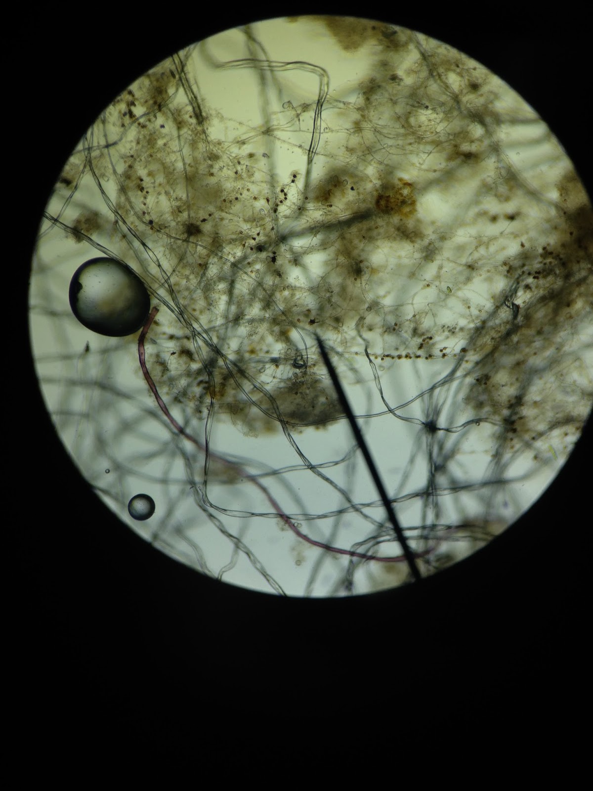 The Cinnamon Note Under The Microscope