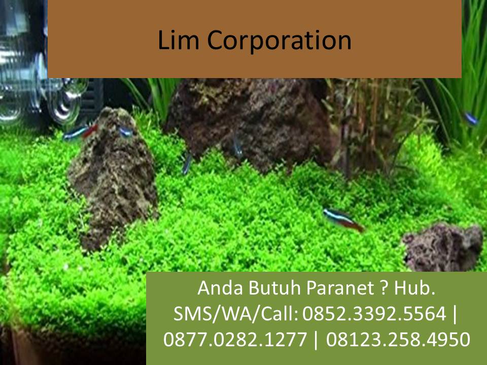 Jual Paranet Shading Net Mengenal Tumbuhan Aquascape Rotala Hijau
