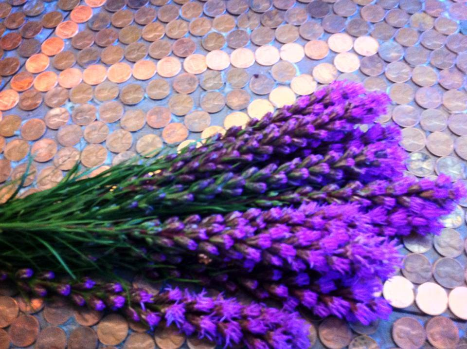 The Enchanted Petal Liatris