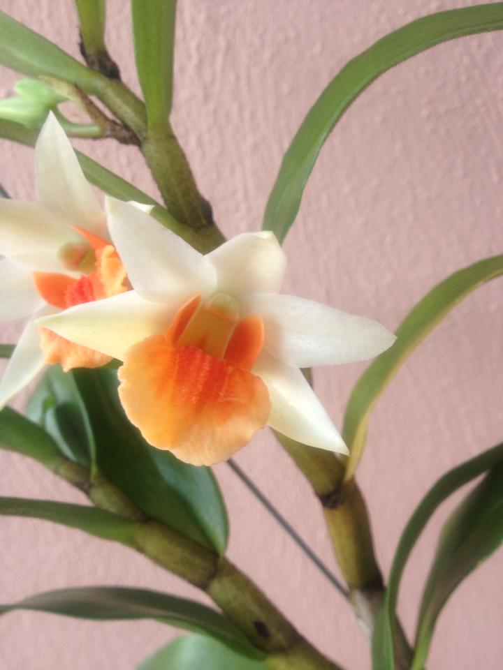 Lee's Orchid Dendrobium Frosty Dawn