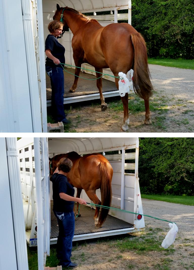 ALPHA Equestrian TIPS ON TRAILER LOADING