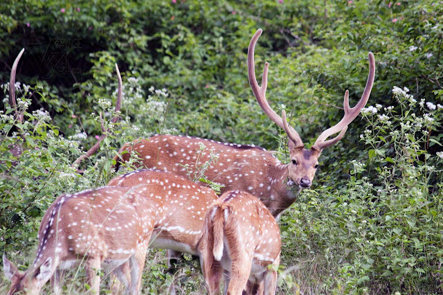 Deer herds at Bandipur