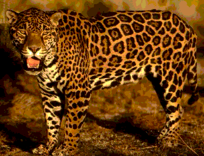 Jaguar (cat) | Facts About All
