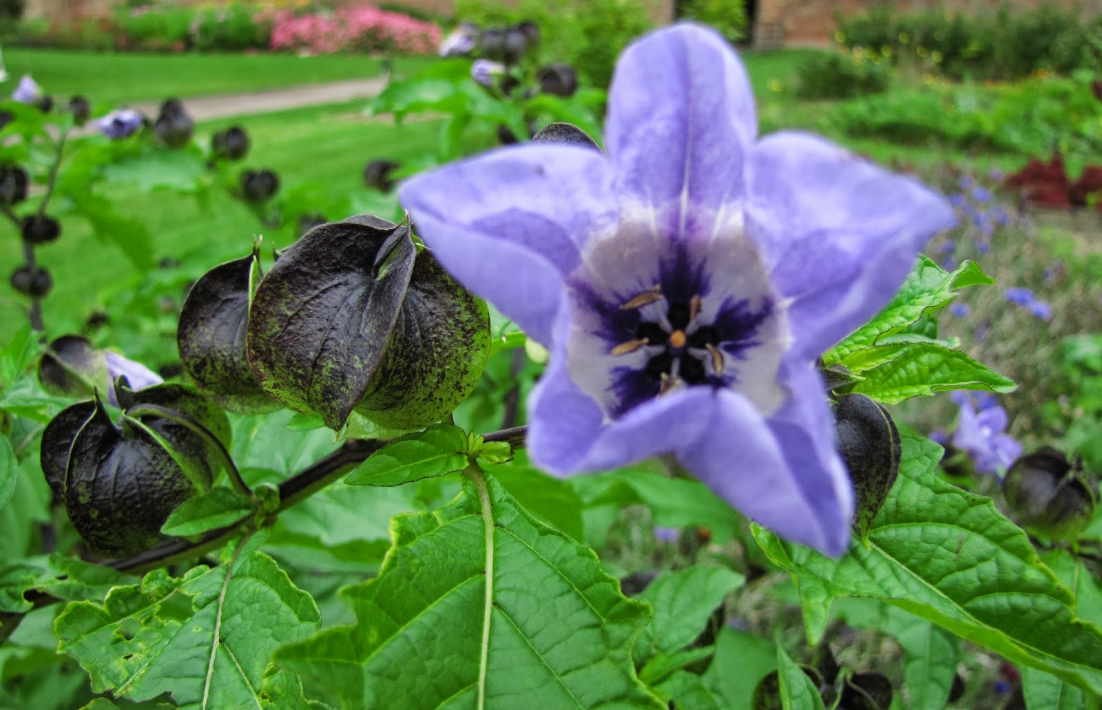 Gibside Architecture, wildlife & the shoofly plant