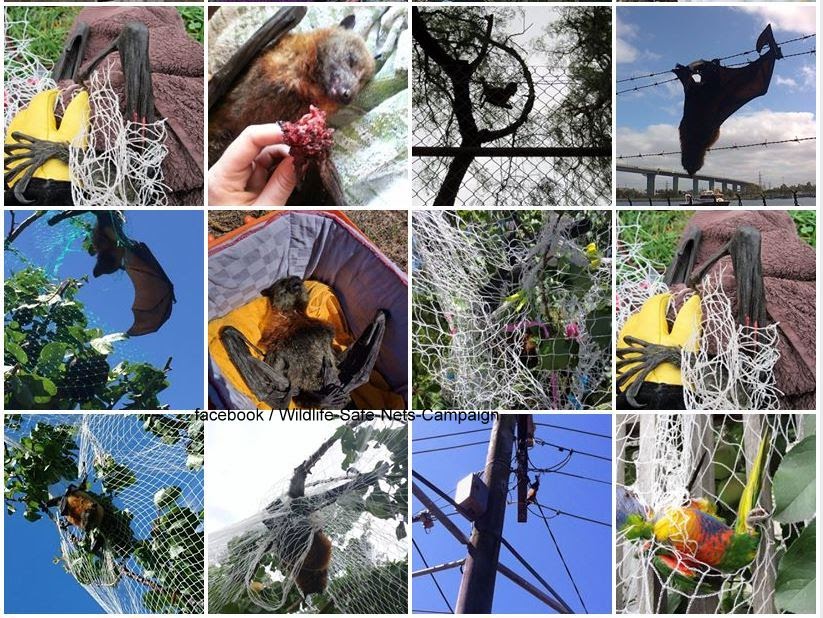 Netting Wildlife Safe Nets Campaign