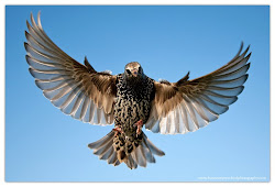 flight starlings fraser birding