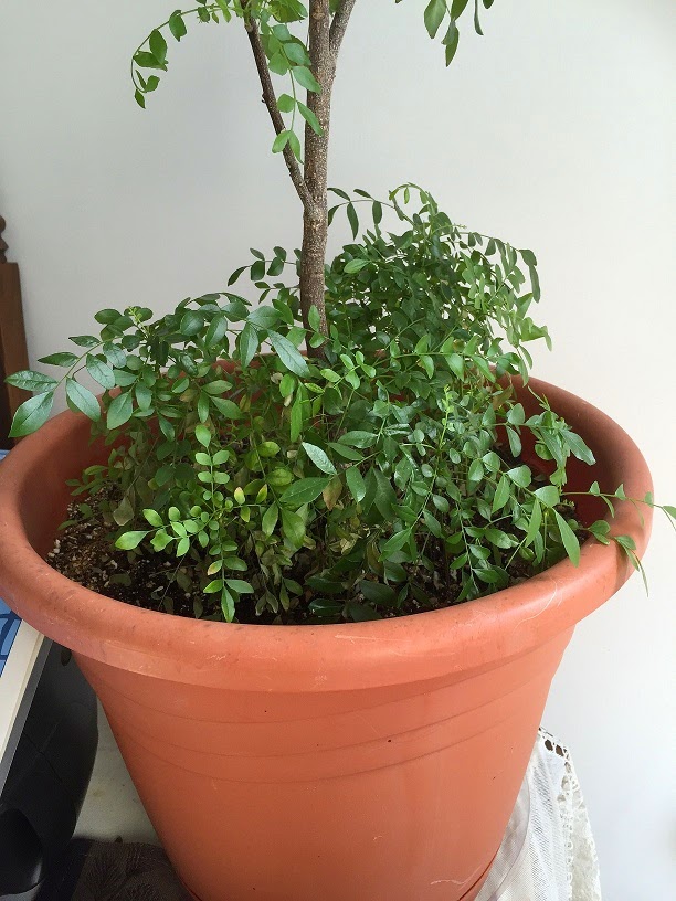 Wet Behind the Ears Curry Leaves Plant Update