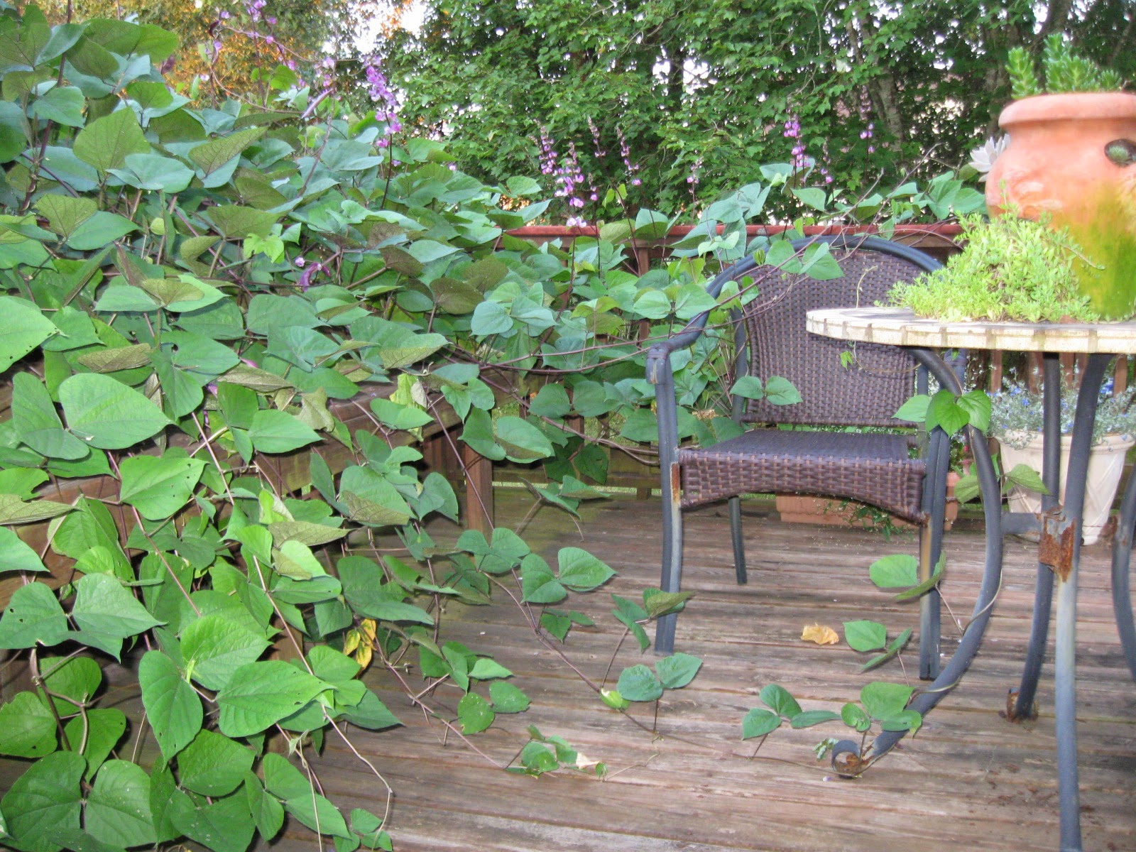My Alabama Backyard The vine that has repurposed my deck