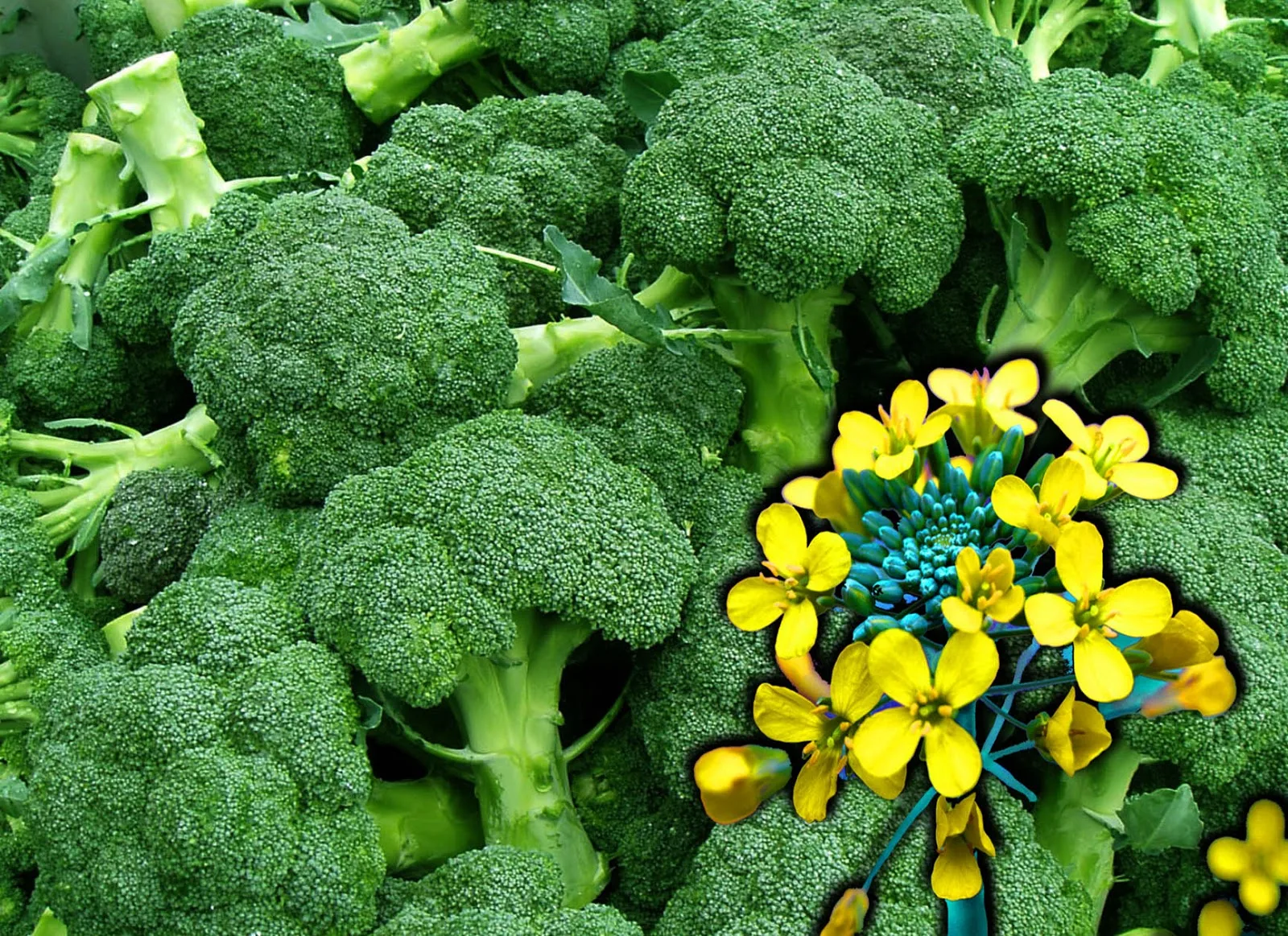 Lush Broccoli Salad Picture Concept Lush Broccoli Salad Picture Concept
