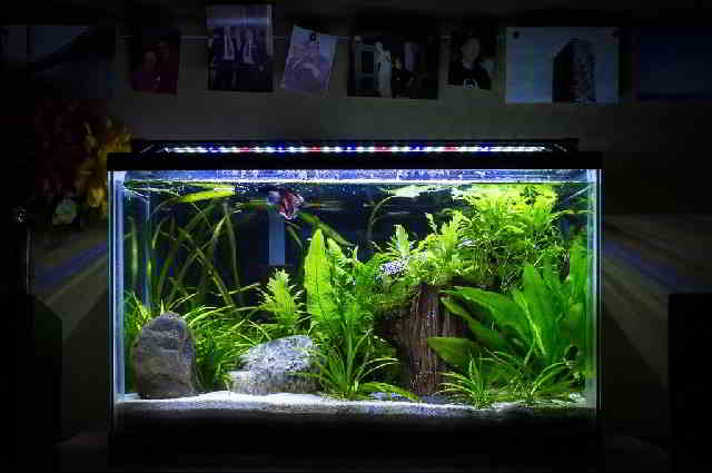 Gambar Aquarium Ikan Hias Air Tawar Model Terbaru - Rahasia Trik Mancing