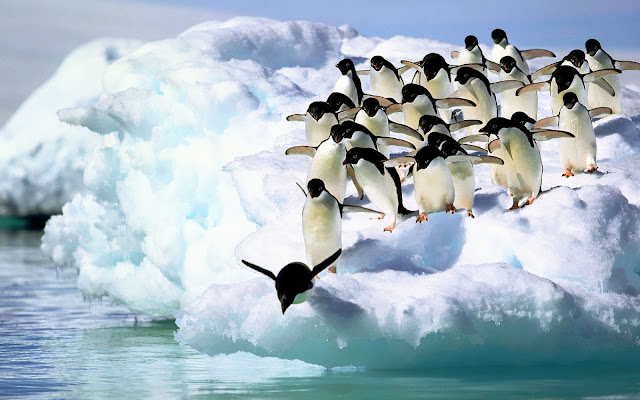 Group of penguins diving off the ice