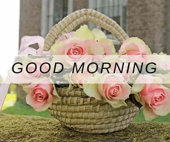 good morning with pink roses basket