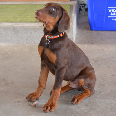 Sit Duke- Good Boy! Photo by Trisha Field