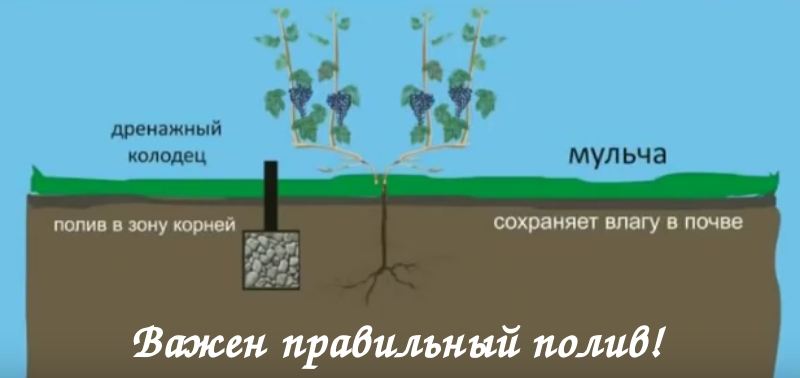 дренаж полив. дренаж полив. дренаж полив. дренаж полив. система автополива.