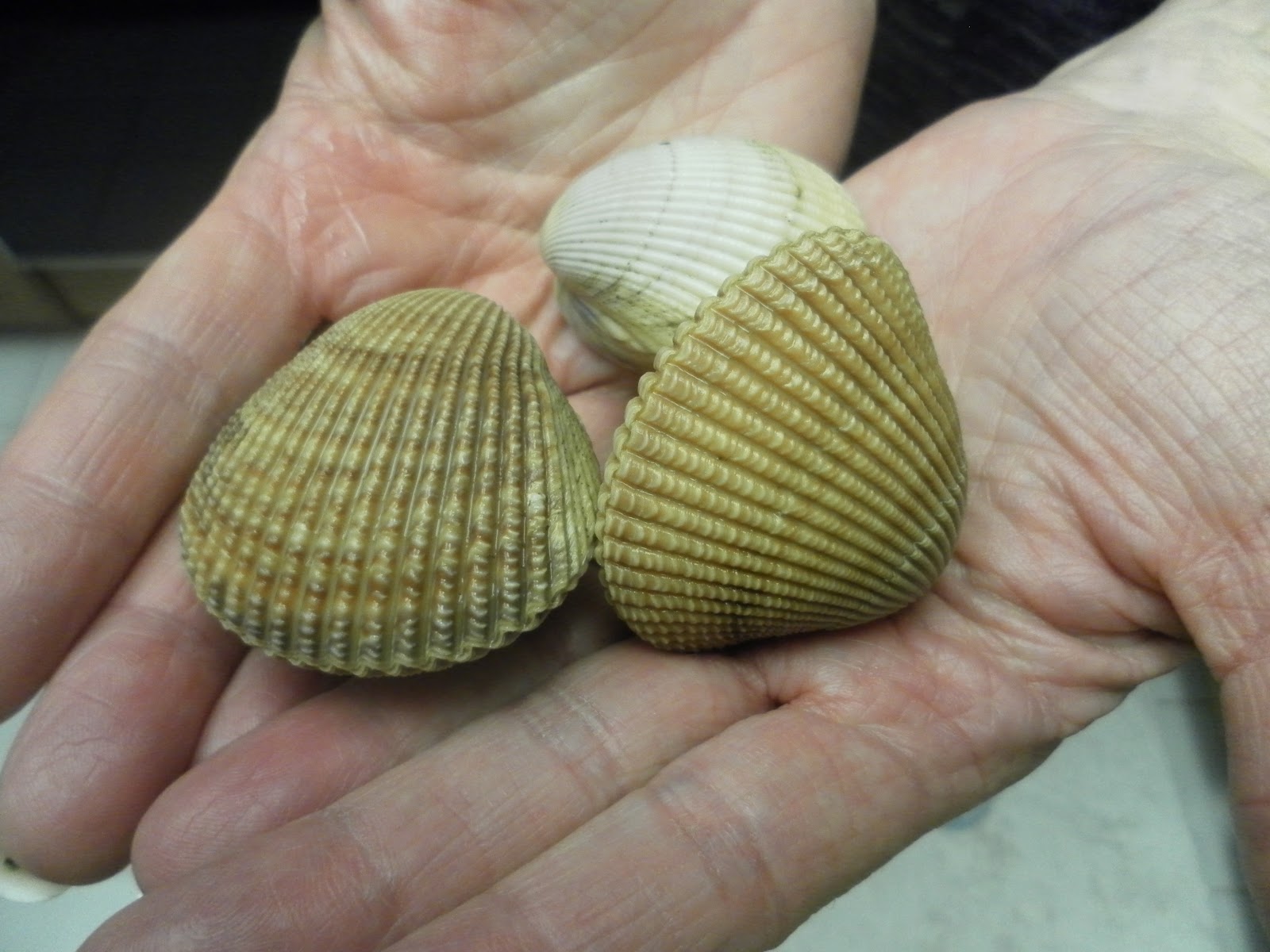 Saturdays with Maggy Clam Digging in Oregon