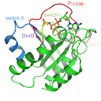 Proteina p21